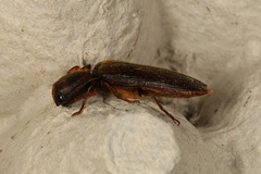 Pseudotetralobus