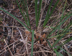 Chionochloa flavescens