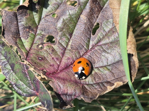 Seven-spotted Lady Beetle
