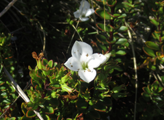 Veronica macrantha brachyphylla