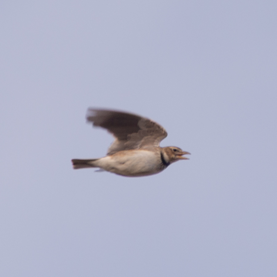 Calandra Lark (Melanocorypha calandra), photo 10