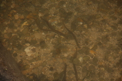 Lampetra planeri