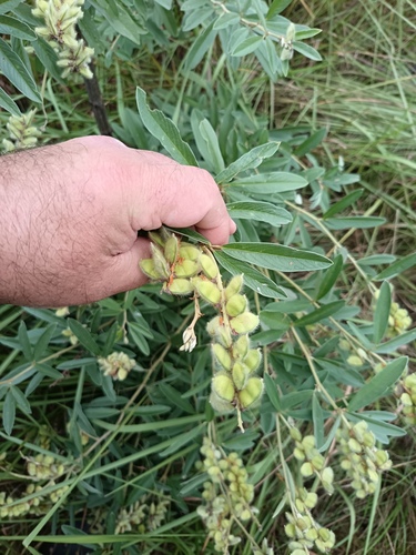 Yellowseed Eriosema (Eriosema psoraleoides)