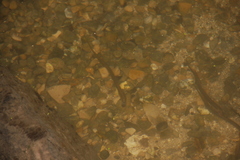 Lampetra planeri