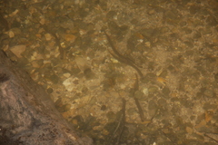 Lampetra planeri