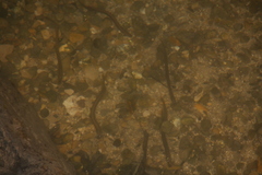Lampetra planeri