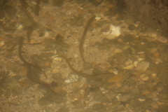 Lampetra planeri