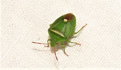 Ocirrhoe unimaculata