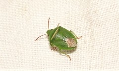 Ocirrhoe unimaculata