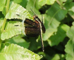 Neurothemis tullia