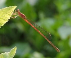 Agriocnemis pygmaea
