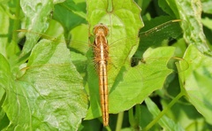 Crocothemis servilia