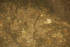 Lampetra planeri