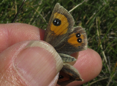 Argyrophenga janitae