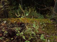 Elsholtzia nipponica