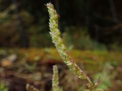 Elsholtzia nipponica