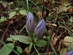 Gentiana scabra buergeri