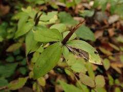 Tricyrtis affinis