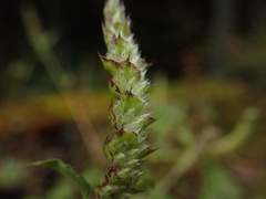 Elsholtzia nipponica