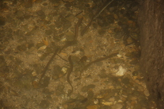 Lampetra planeri