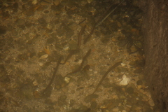 Lampetra planeri