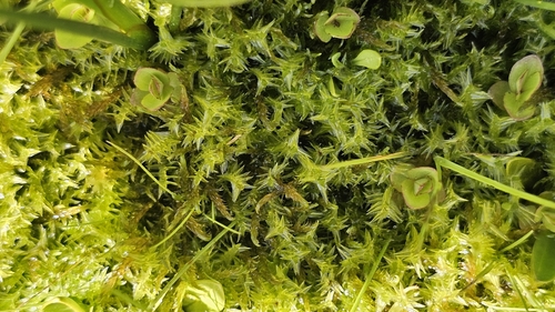 Threeranked humpmoss (Meesia triquetra)