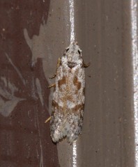 Oxythecta hieroglyphica