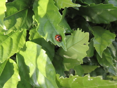 Harmonia octomaculata