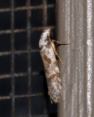 Oxythecta hieroglyphica