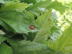 Harmonia octomaculata