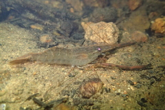 Macrobrachium venustum