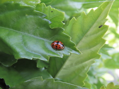 Harmonia octomaculata