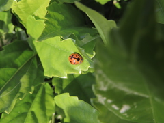 Harmonia octomaculata