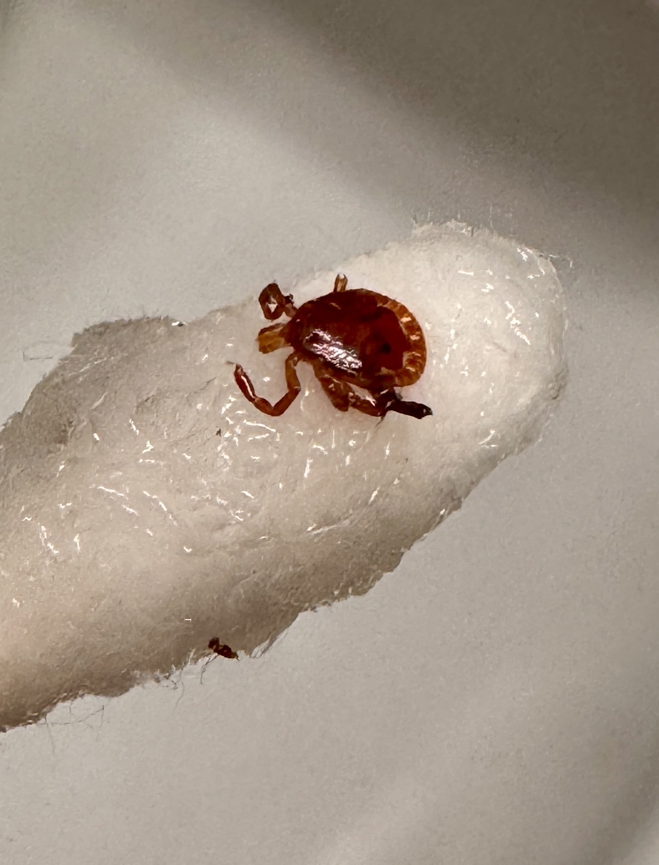 Amblyomma americanum Linnaeus, 1758