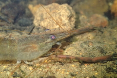 Macrobrachium venustum