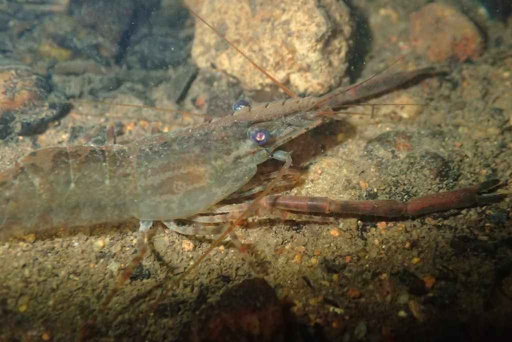 Macrobrachium venustum