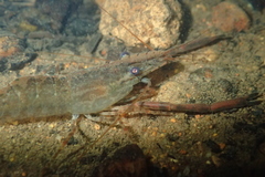 Macrobrachium venustum