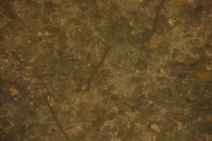 Lampetra planeri