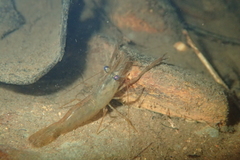 Macrobrachium venustum