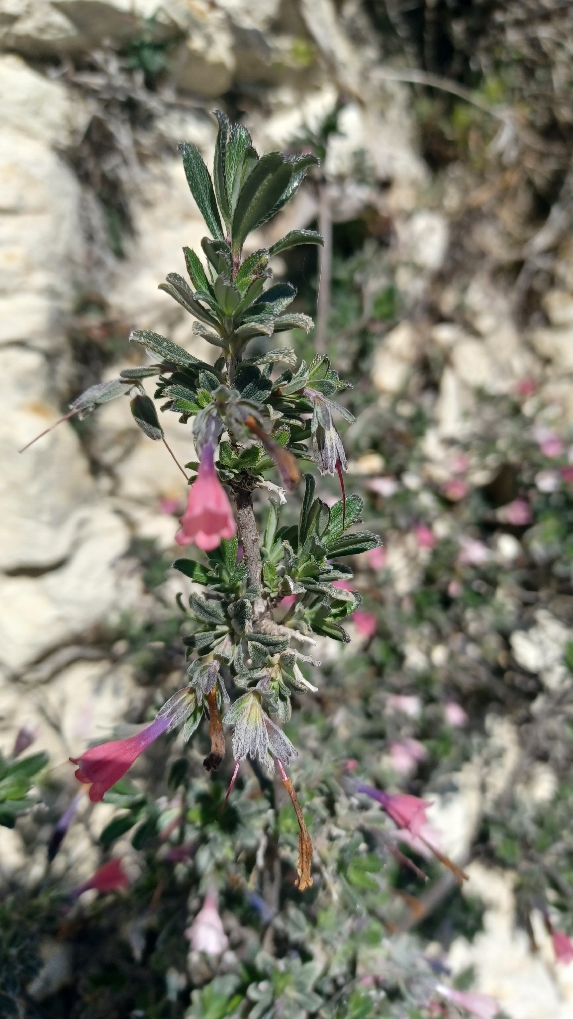 Shrubby Gromwell (Lithodora hispidula)