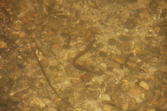 Lampetra planeri