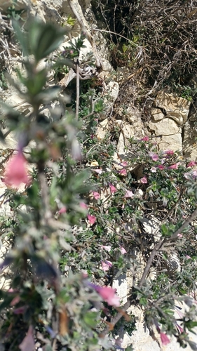 Lithodora hispidula, photograph 4