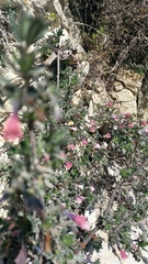 Lithodora hispidula, photograph author not stated, no rights reserved