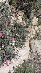 Lithodora hispidula, photograph author not stated, no rights reserved