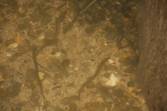 Lampetra planeri