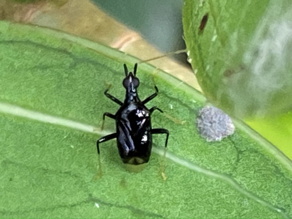 Fingulus apoensis