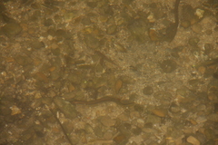 Lampetra planeri