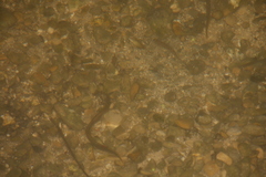 Lampetra planeri