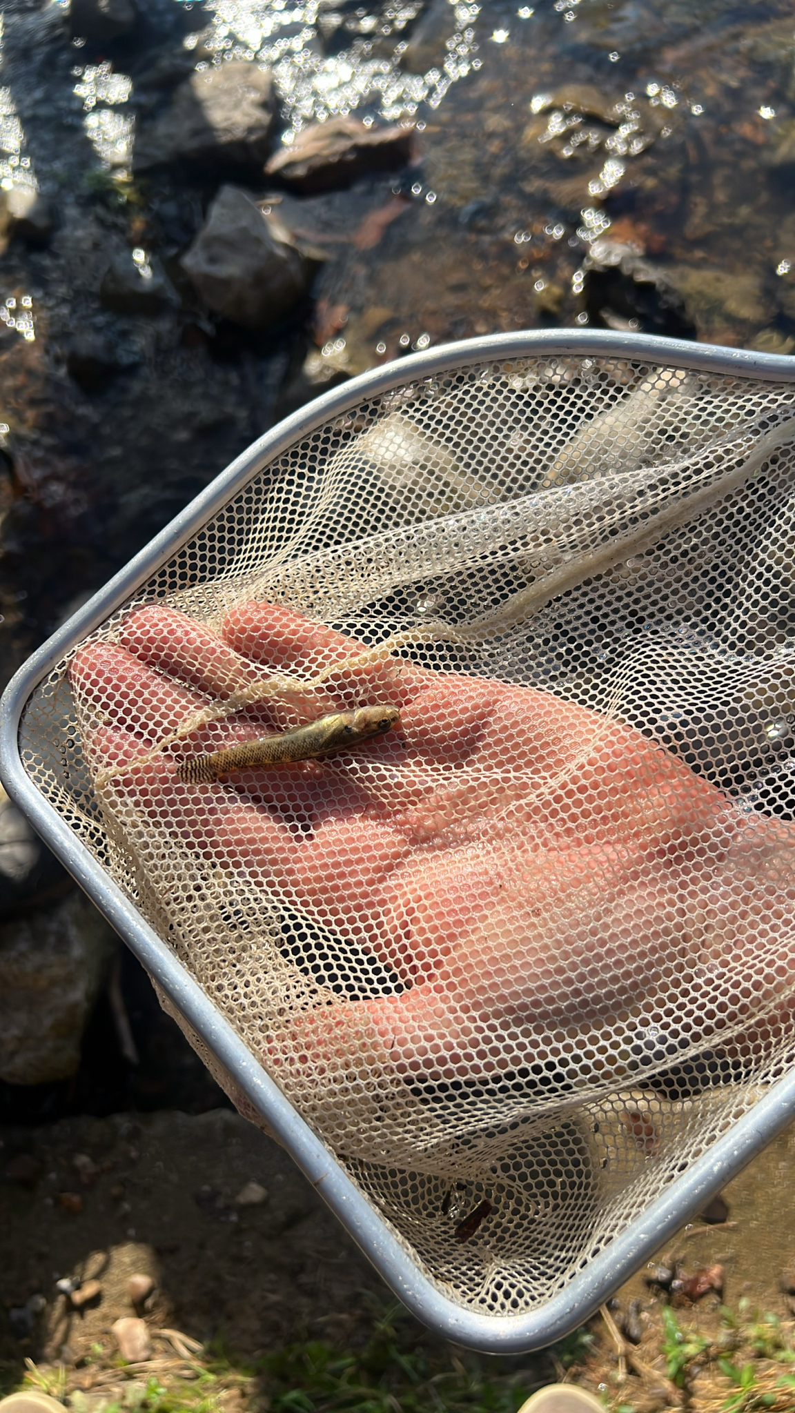 Stripetail Darter photo 6