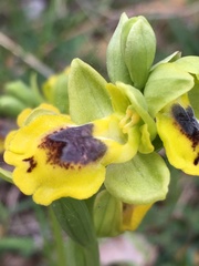 Ophrys lutea phryganae